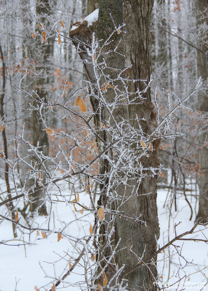 73676CrLeUsm - Enjoying the hoar frost and freezing rain